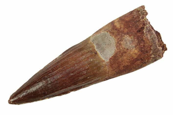 Fossil Spinosaurus Tooth - Beautiful Preservation #214376